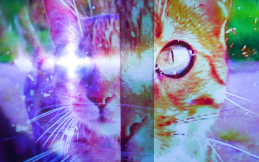 Pipilotti Rist: Sip my Ocean | MCA