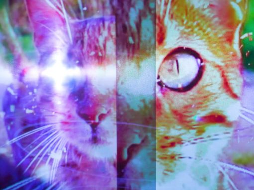 Pipilotti Rist: Sip my Ocean | MCA