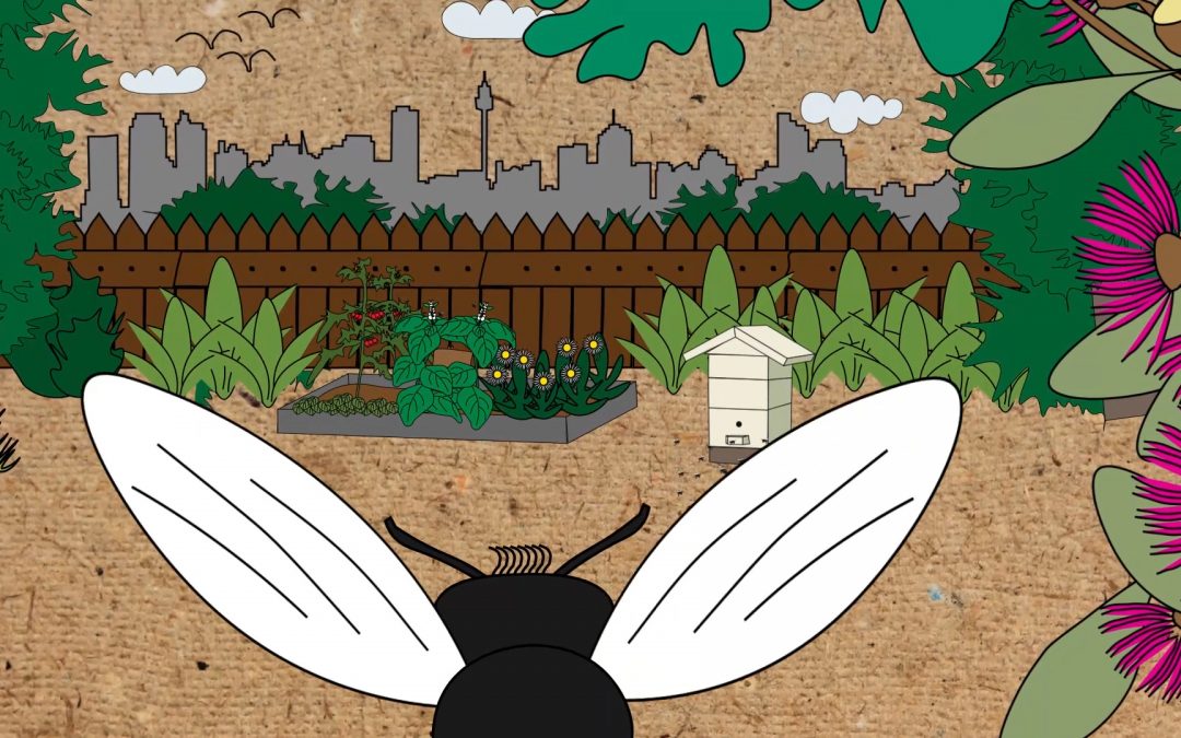 Keeping Chickens and Bees | North Sydney Council