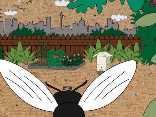 Keeping Chickens and Bees | North Sydney Council