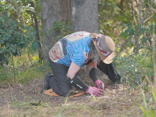 Daisy Yam Planting Day | Parramatta Park