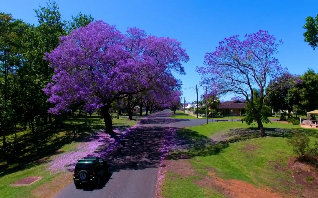 Grafton Jacaranda Festival