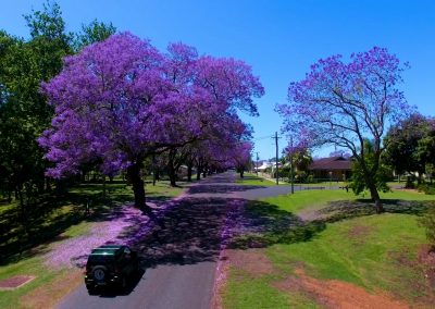 Grafton Jacaranda Festival