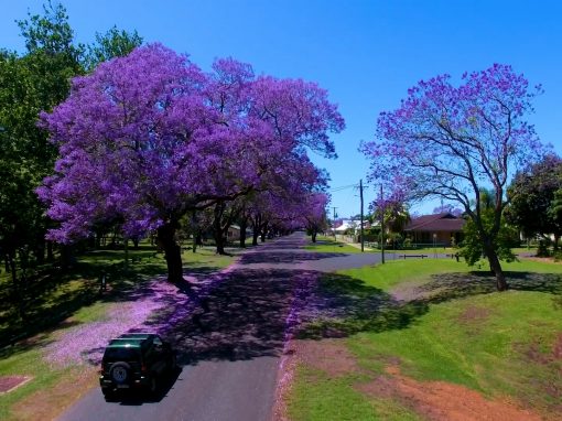 Grafton Jacaranda Festival