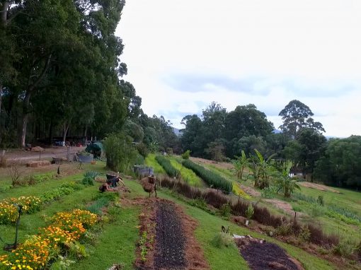 Solum Farm